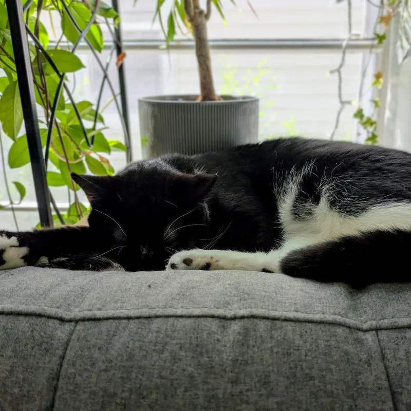 An adult medium-sized male Black Domestic Short Hair cat named Ocelli for adoption in St. Paul, MN