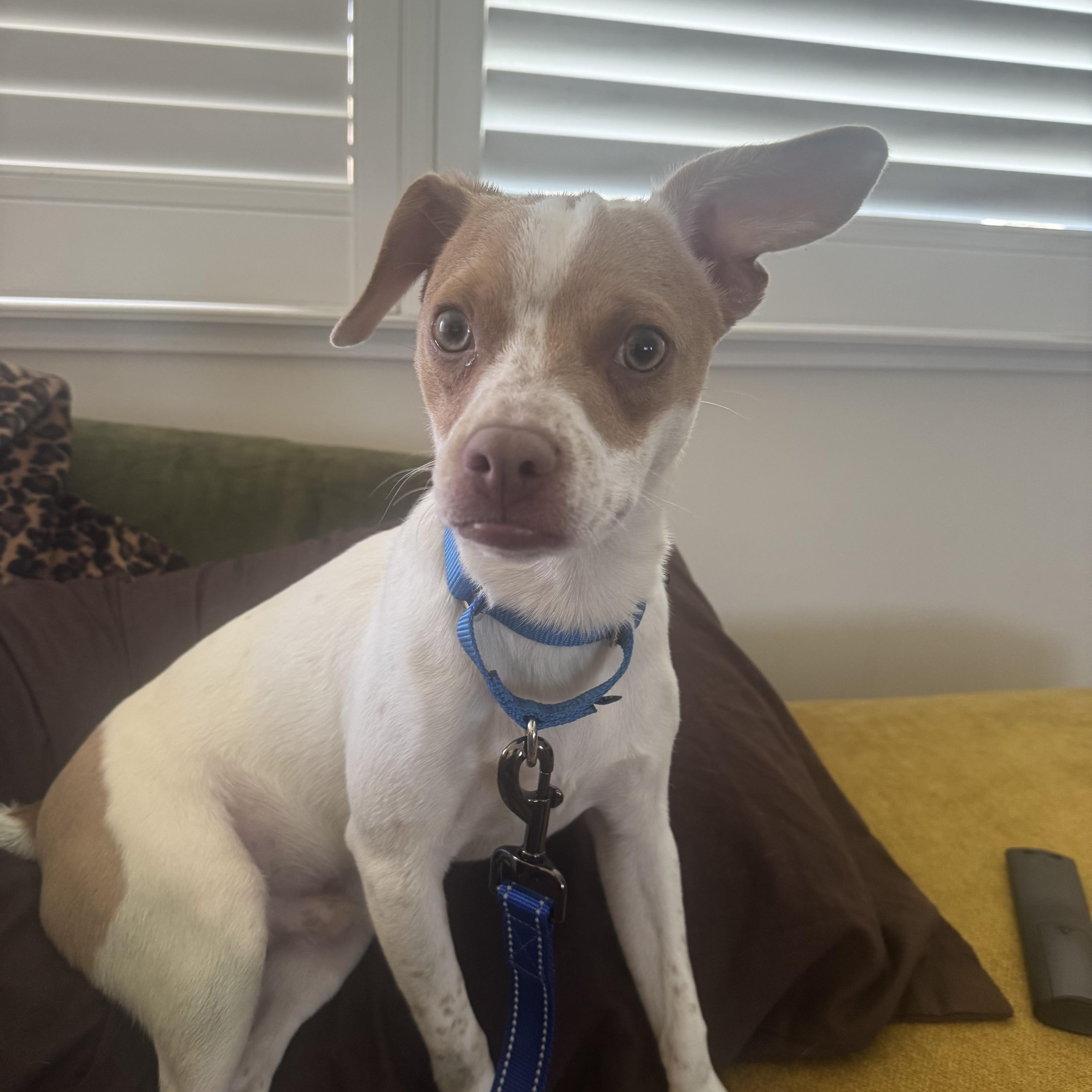A young small-sized male Apricot / Beige Chihuahua dog named Russ for adoption in Columbia, MD