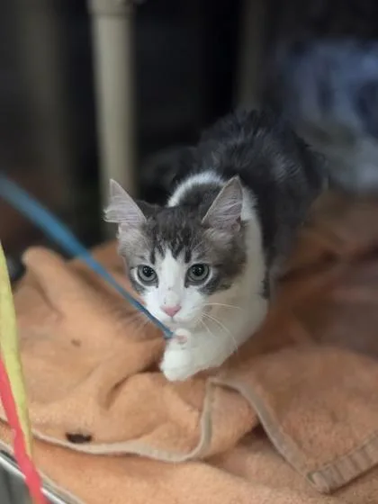 A baby small-sized male Domestic Medium Hair cat named Ham for adoption in Westland, MI