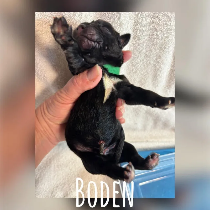 A baby medium-sized male Black Mixed Breed dog named Boden Earth C for adoption in Allen, TX