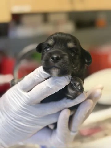A baby small-sized female Terrier dog named Brownie for adoption in Riverside, CA