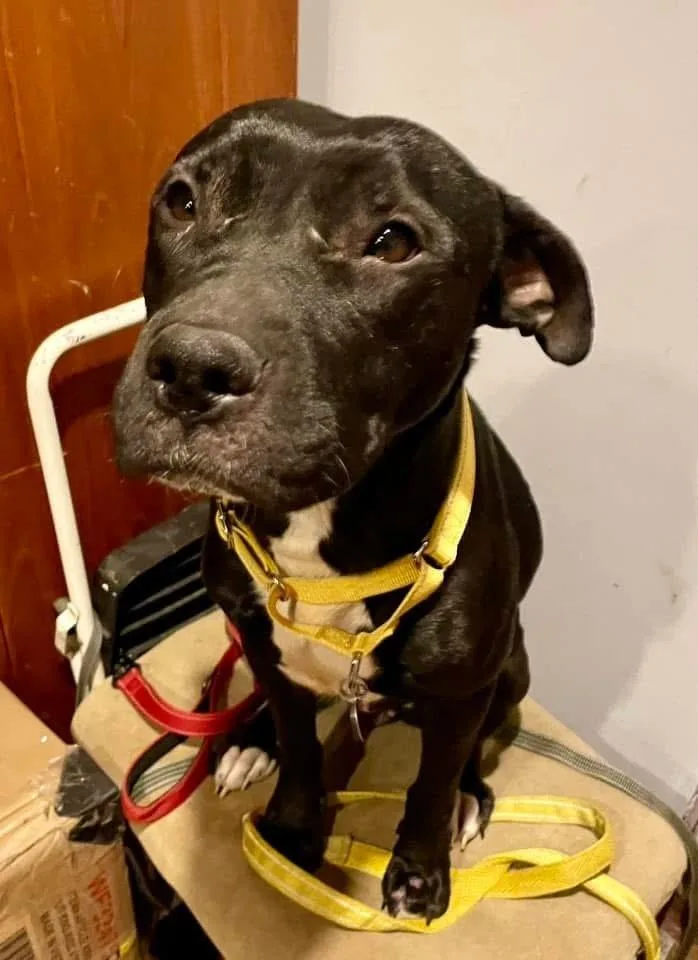 Emmie The Enchanting