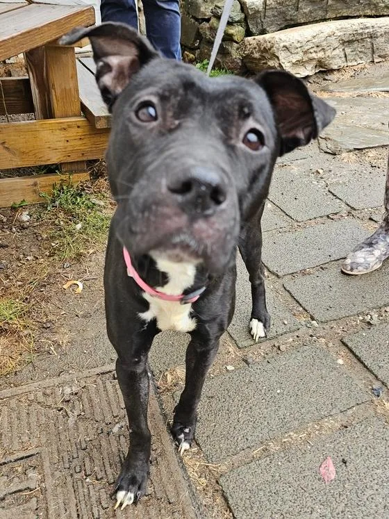 Emmie The Enchanting thumbnail 2