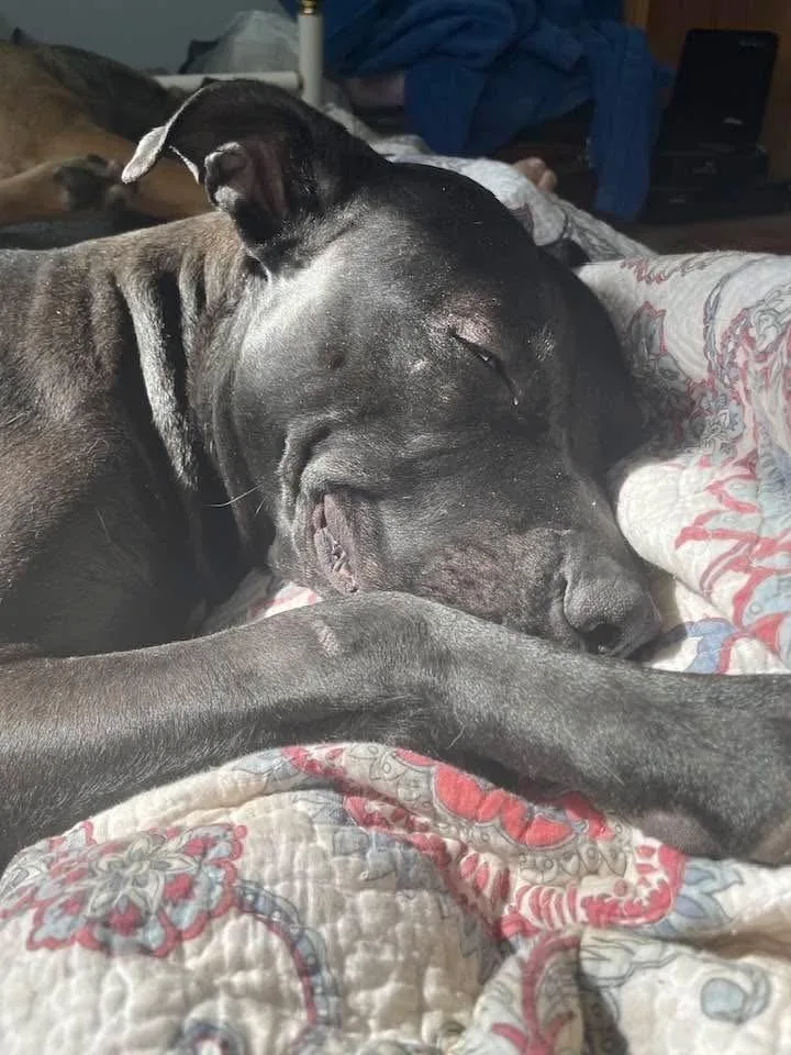 Emmie The Enchanting thumbnail 3