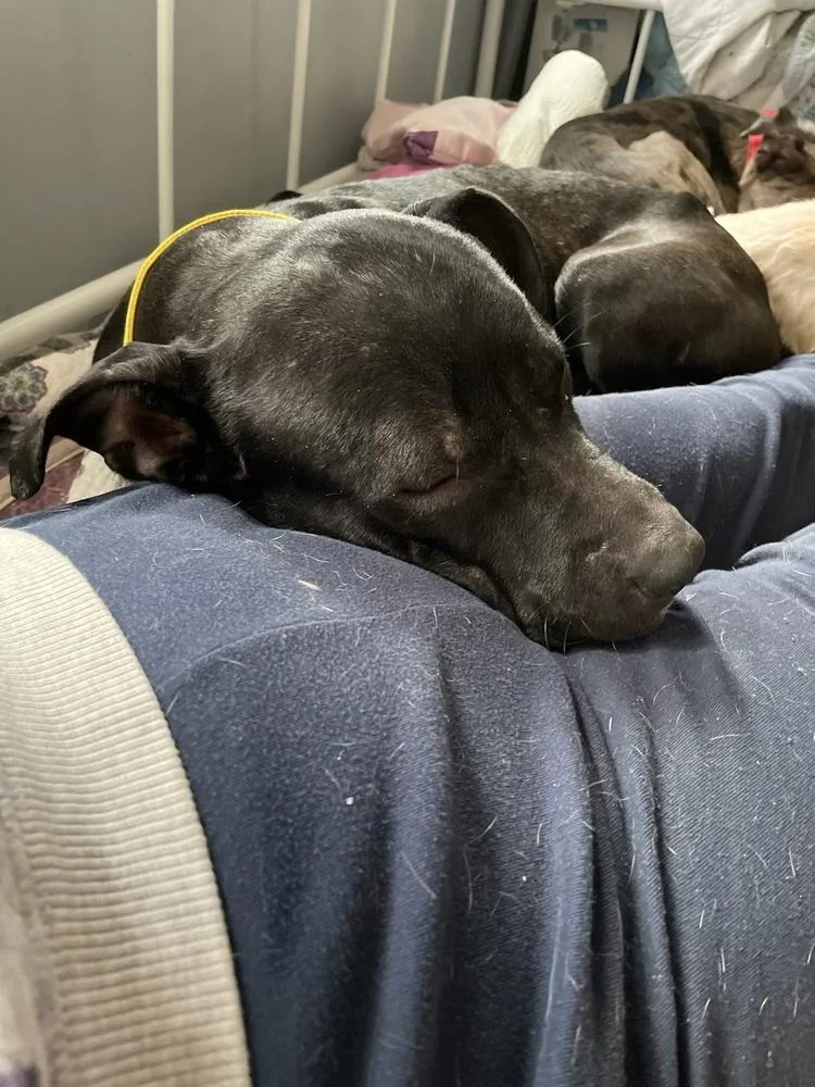 Emmie The Enchanting thumbnail 4