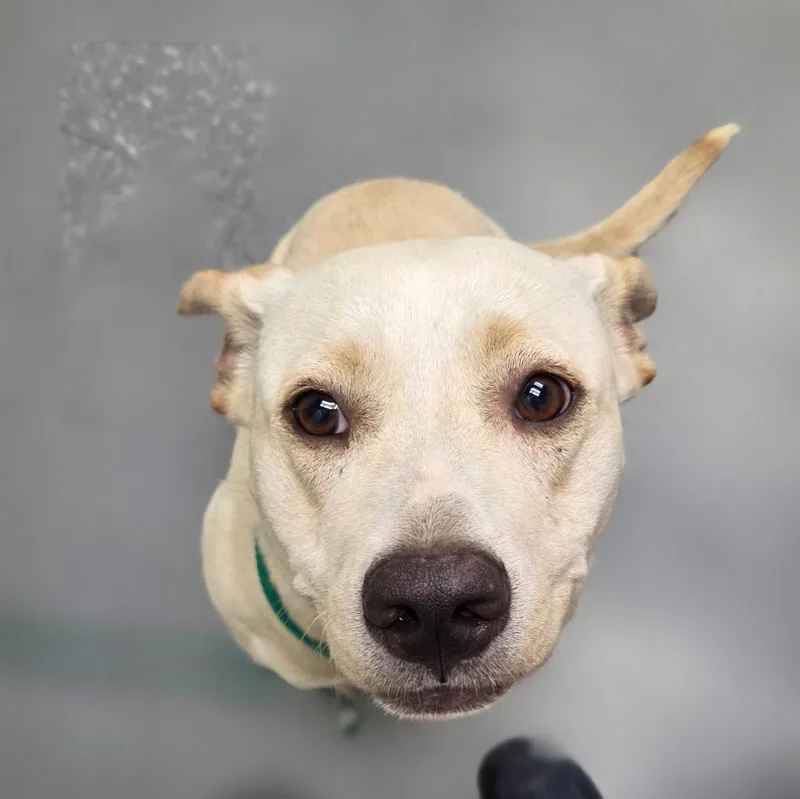 A baby medium-sized female Labrador Retriever dog named Sunshine for adoption in Sherwood, AR