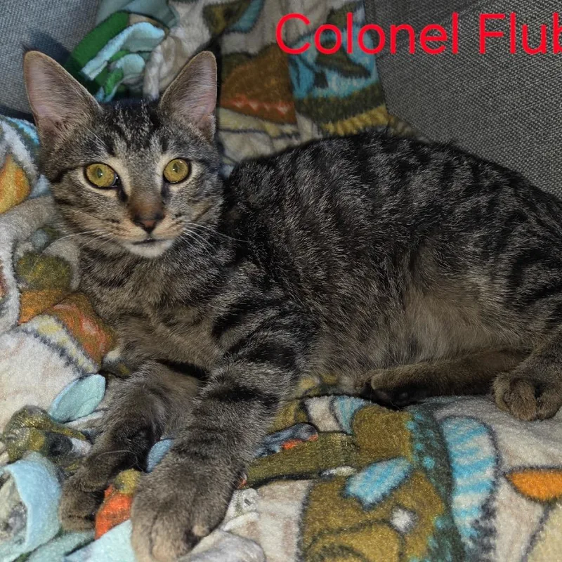A baby small-sized male Brown / Chocolate Domestic Short Hair cat named Colonel Fubster for adoption in Fredericksburg, VA
