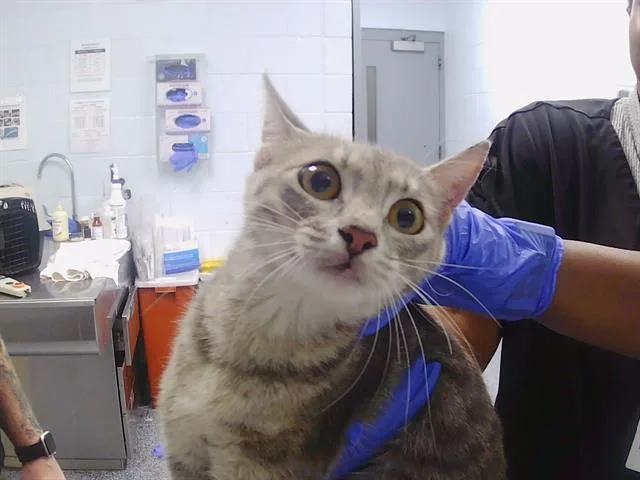 A young medium-sized female Domestic Short Hair cat named Rayne for adoption in Charlotte, NC