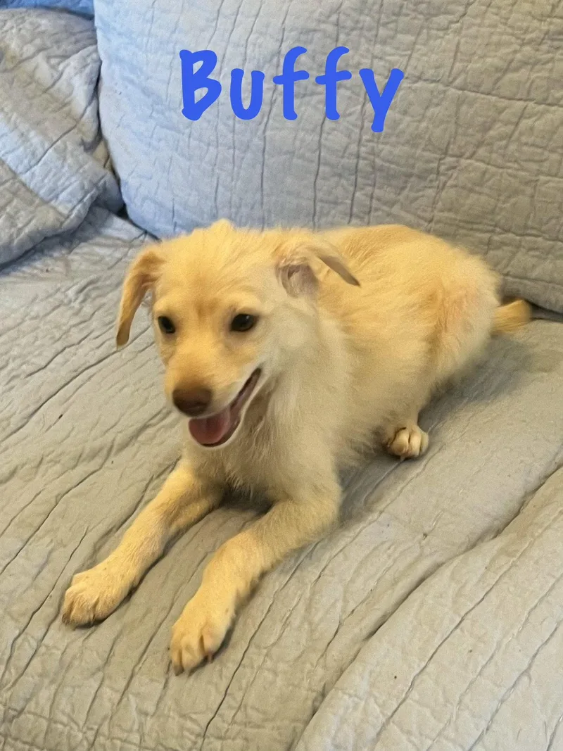 A baby medium-sized male Basset Hound dog named Buffy for adoption in Pipe Creek, TX