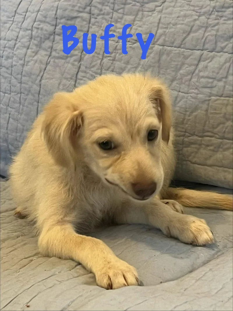 Buffy thumbnail 3