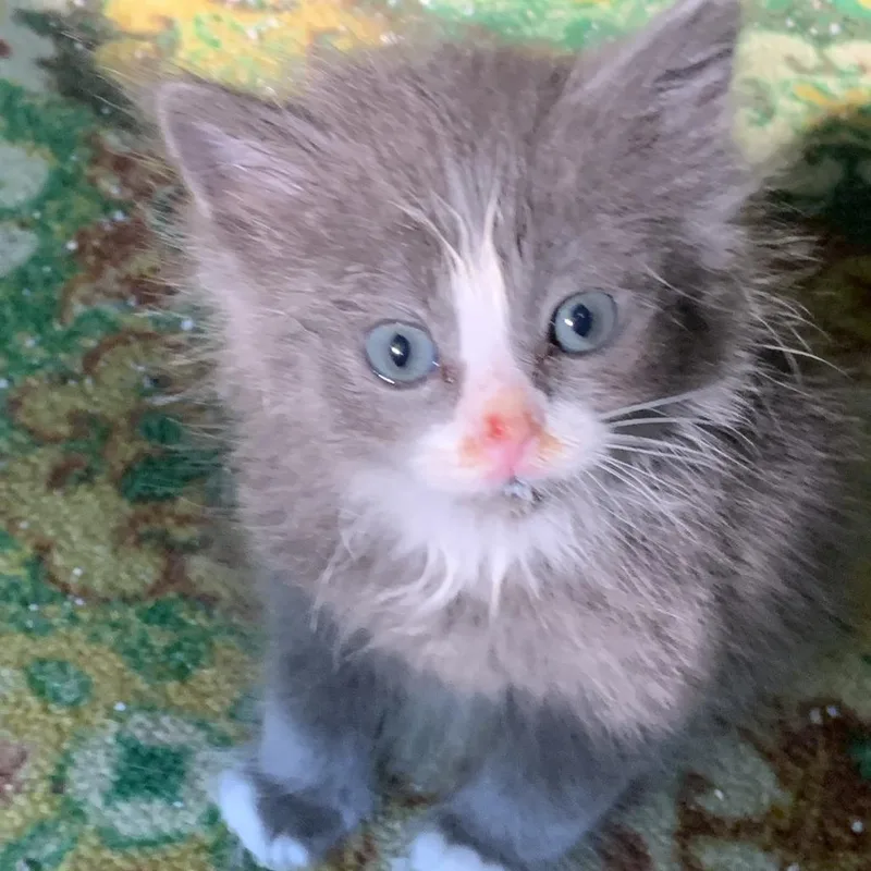 A baby small-sized female Gray / Blue / Silver Domestic Short Hair cat named Windmill for adoption in Lynchburg, VA