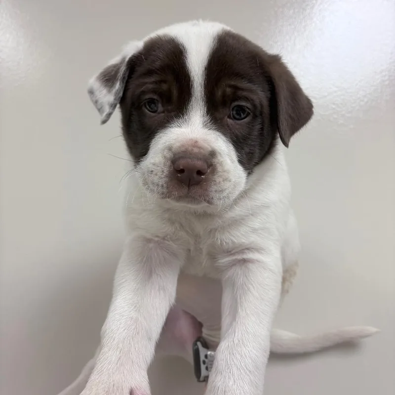 A baby small-sized male White / Cream Pit Bull Terrier dog named Ball for adoption in Reno, NV