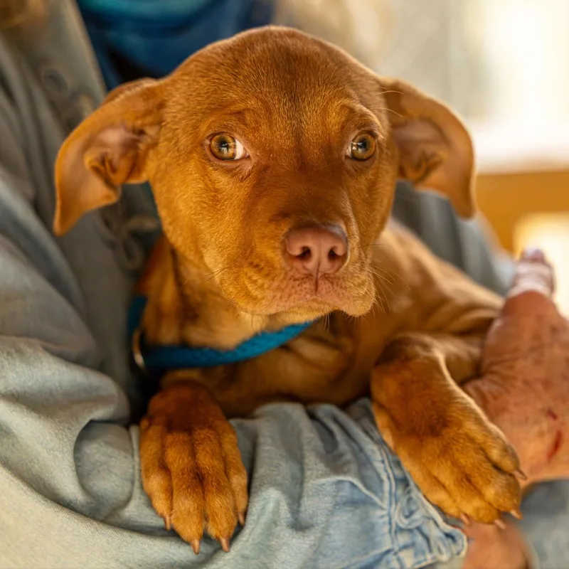 A young medium-sized female Red / Chestnut / Orange Mixed Breed dog named Hazy for adoption in Decatur, GA