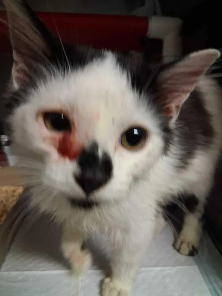 A young small-sized female White Domestic Short Hair cat named Poppy for adoption in Cincinnati, OH