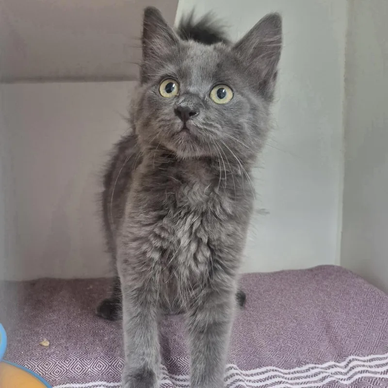 A baby small-sized female Gray / Blue / Silver Domestic Short Hair cat named Mary for adoption in Newark, NJ