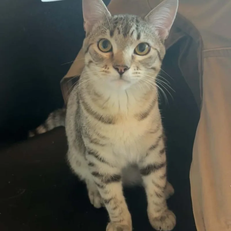 A young small-sized male Brown / Chocolate Domestic Short Hair cat named Tuna Crock for adoption in Eagle Mountain, UT