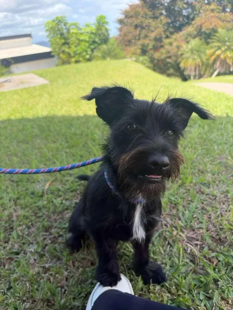A young small-sized female Mixed Breed dog named Lola for adoption in Brooklyn, NY