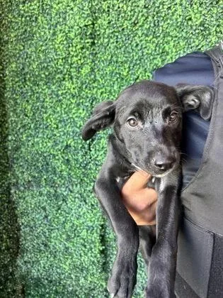 A baby large-sized female Black Retriever dog named 60823318 for adoption in El Paso, TX