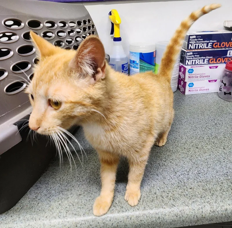 A young medium-sized female Orange / Red Domestic Short Hair cat named Sunshine for adoption in Crossville, TN