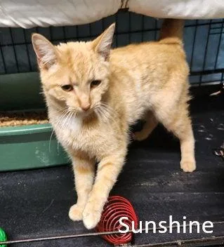 Sunshine thumbnail 3