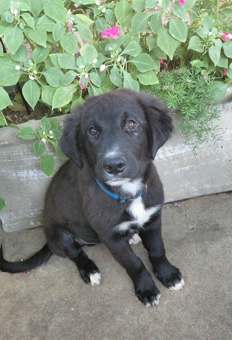 A baby large-sized male Black Labrador Retriever dog named Ridge for adoption in Broken Arrow, OK