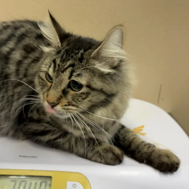 An adult medium-sized female Brown / Chocolate Domestic Medium Hair cat named Coco for adoption in Tacoma, WA