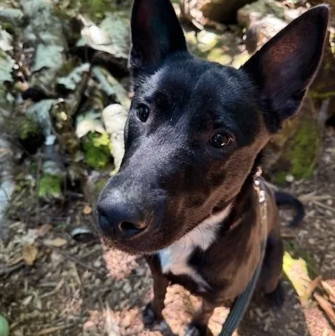 An adult large-sized male Black German Shepherd Dog dog named Timber for adoption in Saranac Lake, NY