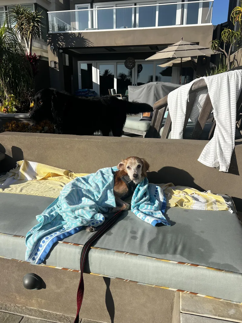 A senior medium-sized male Golden Retriever dog named Remy for adoption in Laguna Beach, CA