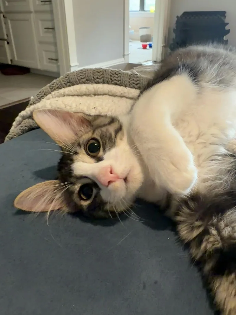 A baby medium-sized male Tabby (Gray / Blue / Silver) Domestic Medium Hair cat named Sir Charles of Flufferton for adoption in Houston, TX