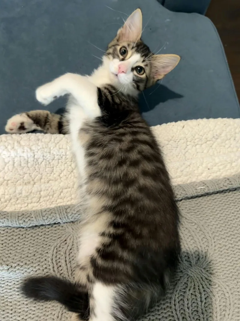 Sir Charles of Flufferton thumbnail 4