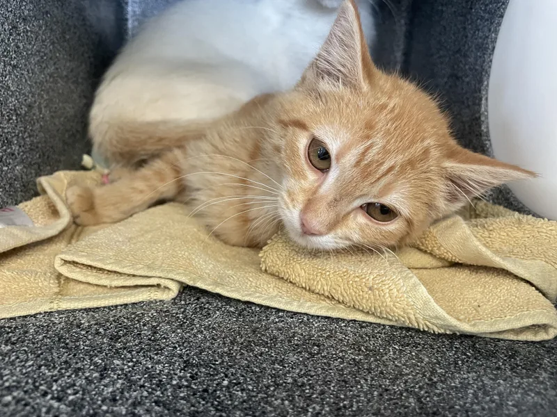 A baby small-sized female Orange & White Domestic Short Hair cat named Ginger for adoption in Greenback, TN