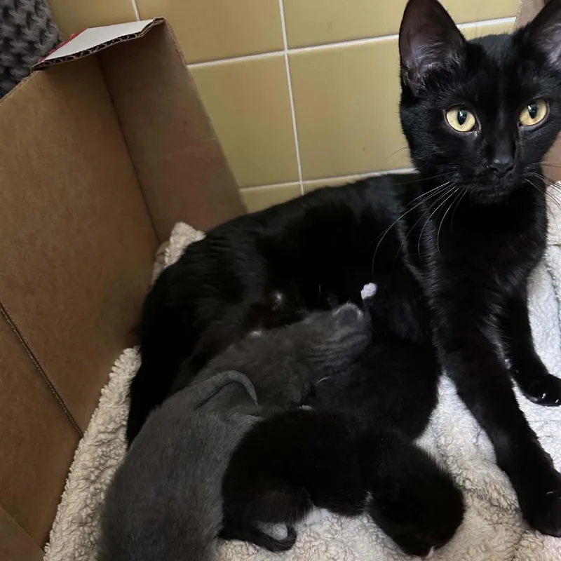 A young medium-sized female Black Domestic Short Hair cat named Misty for adoption in Grand Rapids, MI