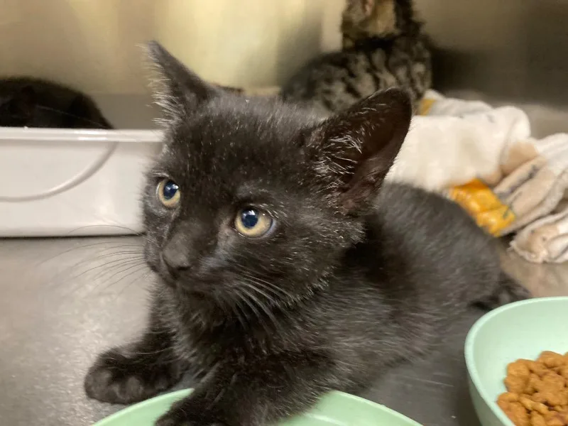 A young small-sized male Domestic Short Hair cat named Chucky for adoption in Meriden, CT