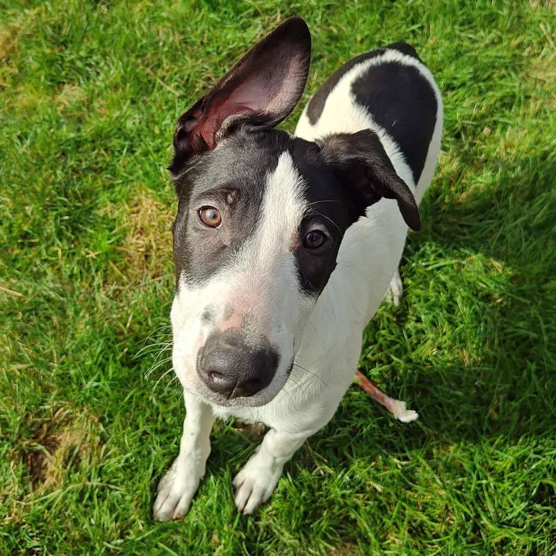 A baby large-sized male Mixed Breed dog named Teddy for adoption in Bellingham, WA