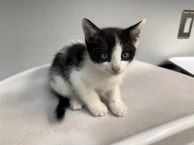A baby small-sized male Domestic Short Hair cat named Lincoln Loud for adoption in Antioch, CA