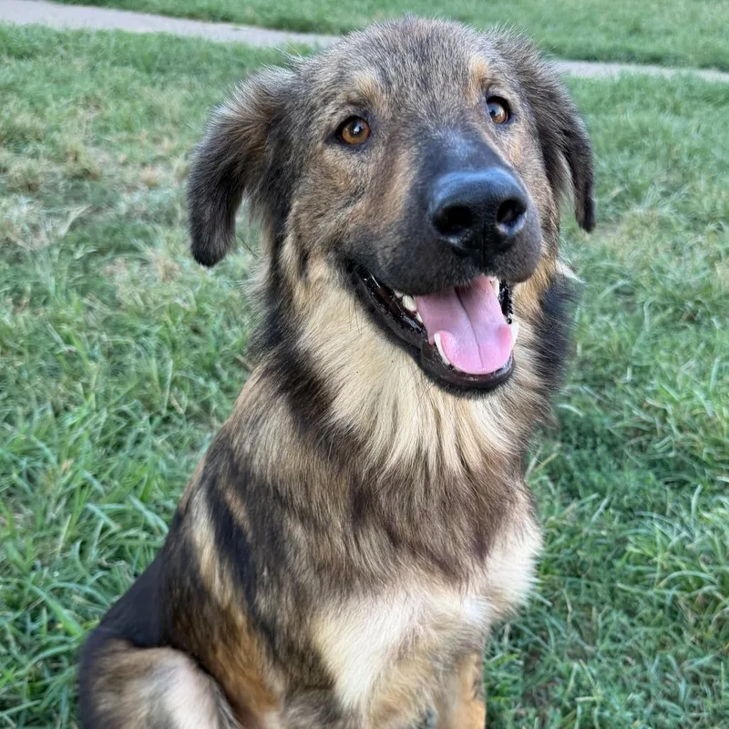 An adult medium-sized male Black Flat-Coated Retriever dog named Ray for adoption in Stillwater, OK