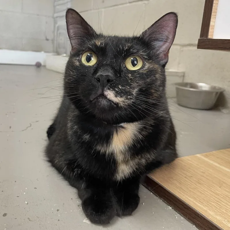 An adult large-sized female Tortoiseshell Domestic Short Hair cat named Geraldina for adoption in Laredo, TX