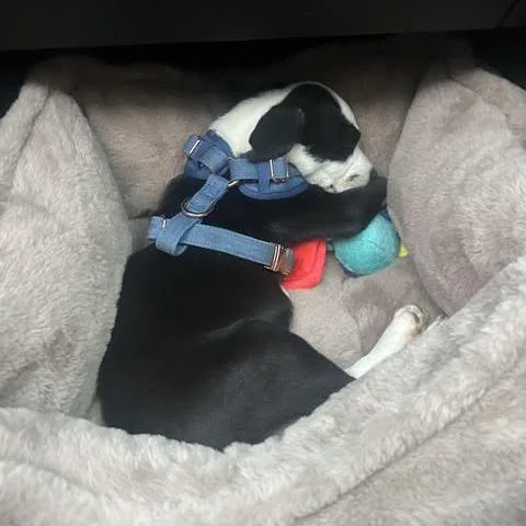 A baby medium-sized male Black Labrador Retriever dog named Haha D for adoption in Minnetonka, MN