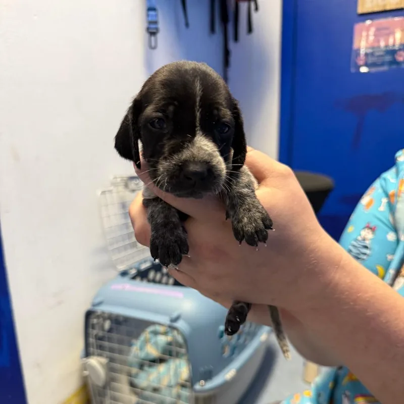 A baby small-sized female Black German Shorthaired Pointer dog named Mahala for adoption in Wahiawa, HI