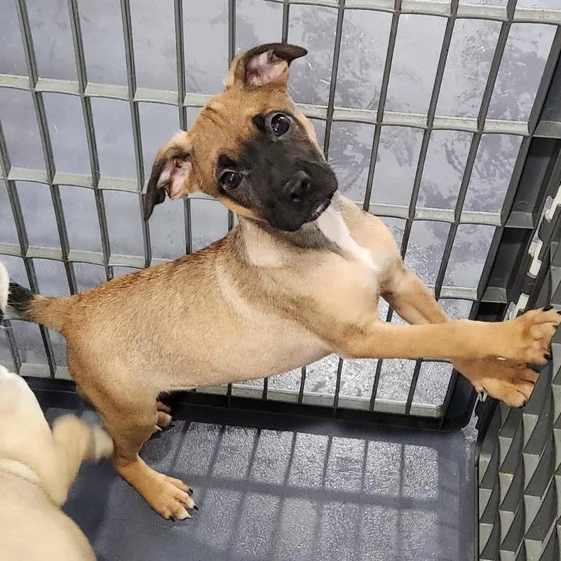 A baby medium-sized male Pug dog named Spruce for adoption in Walnutport, PA