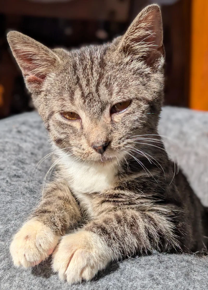 A baby medium-sized male Tabby (Tiger Striped) Domestic Short Hair cat named Cricket for adoption in Breinigsville, PA