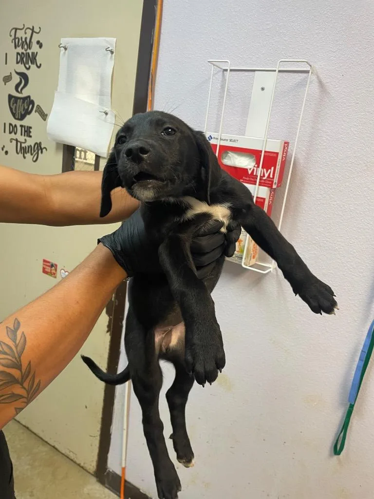A young small-sized female Labrador Retriever dog named Hailey for adoption in New Braunfels, TX