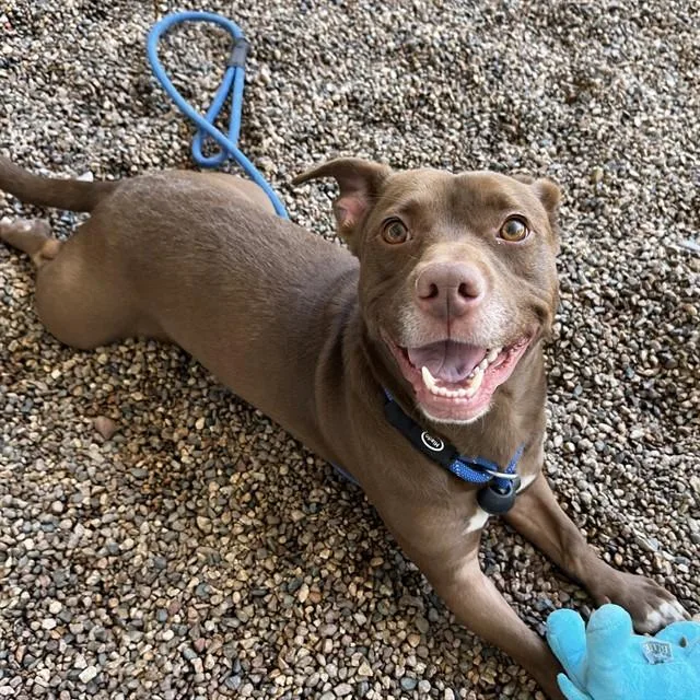 A young small-sized male Labrador Retriever dog named Bear Claw for adoption in Mesa, AZ