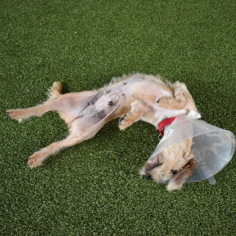 Margarita thumbnail 3