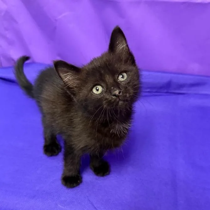 A baby small-sized male Black Domestic Short Hair cat named Eclipse for adoption in North Myrtle Beach, SC