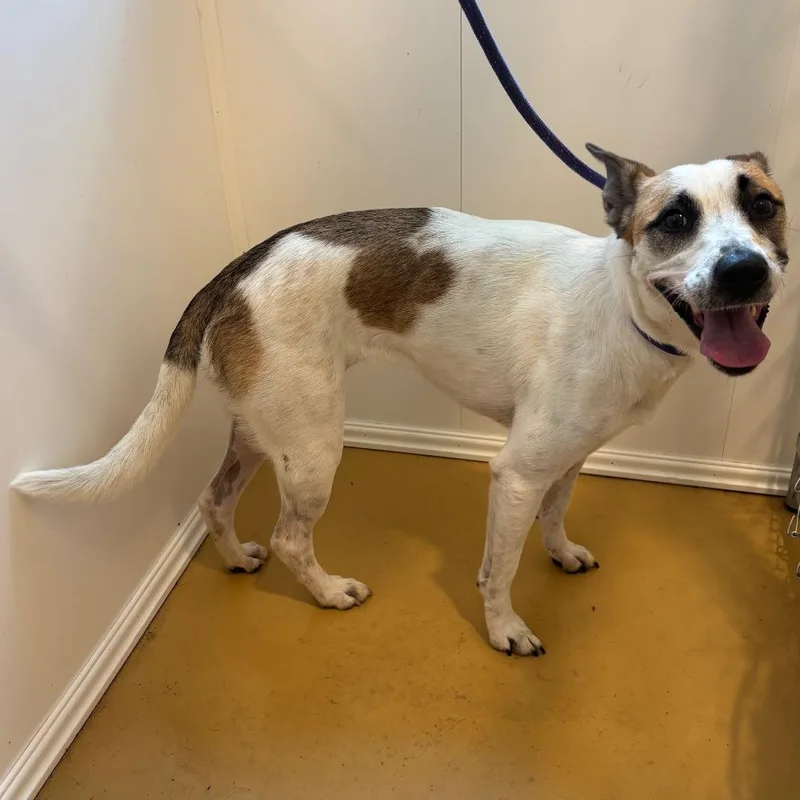 An adult medium-sized female White / Cream Mixed Breed dog named Charlie for adoption in Greenville, SC