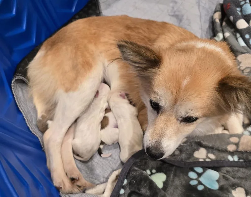 A baby small-sized male Red / Chestnut / Orange Mixed Breed dog named Atticus for adoption in Shingle Springs, CA