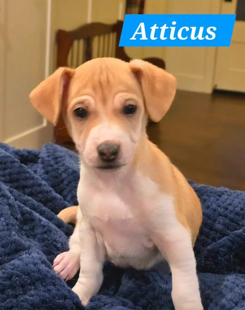 Atticus thumbnail 2