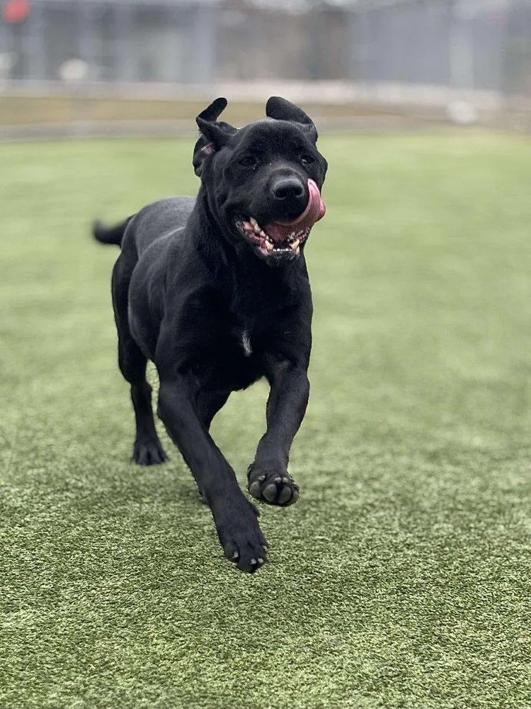 Midnight thumbnail 4