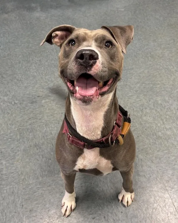 An adult large-sized female Pit Bull Terrier dog named Byrdie for adoption in Richmond, VA